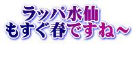 ラッパ水仙 もすぐ春ですね~